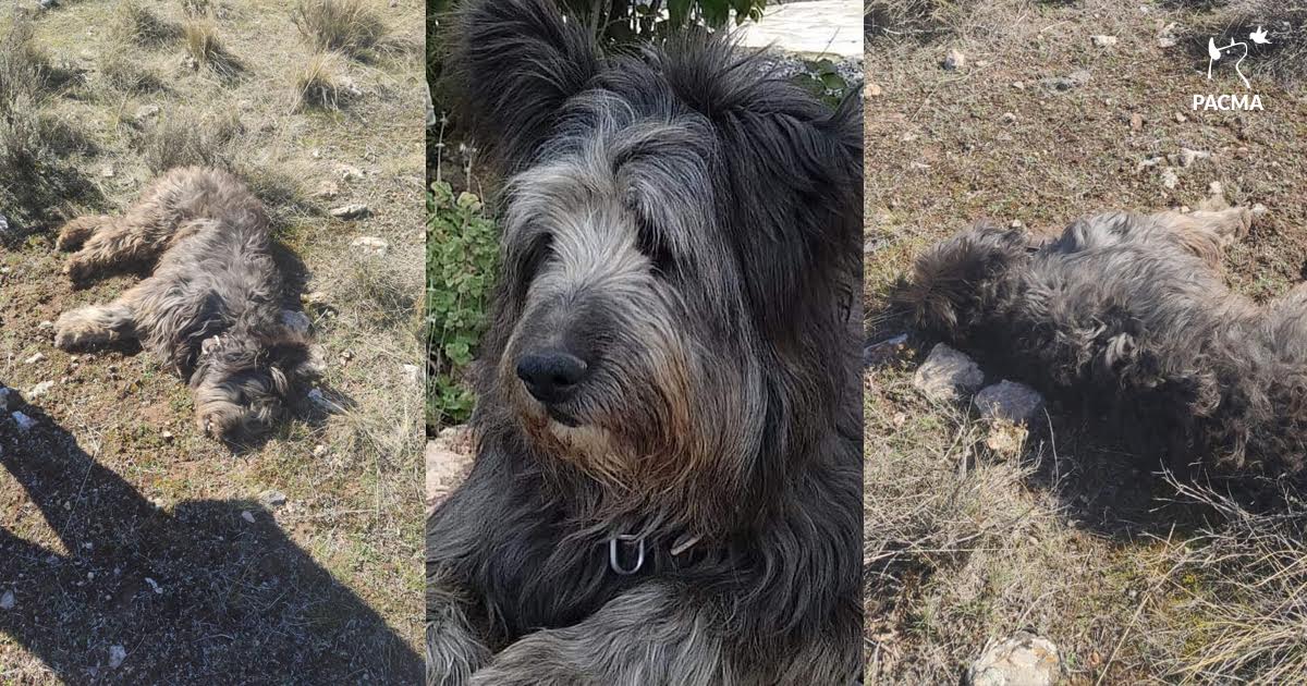 Nerón, el perro de seis años, que fue disparado por un cazador en Granada