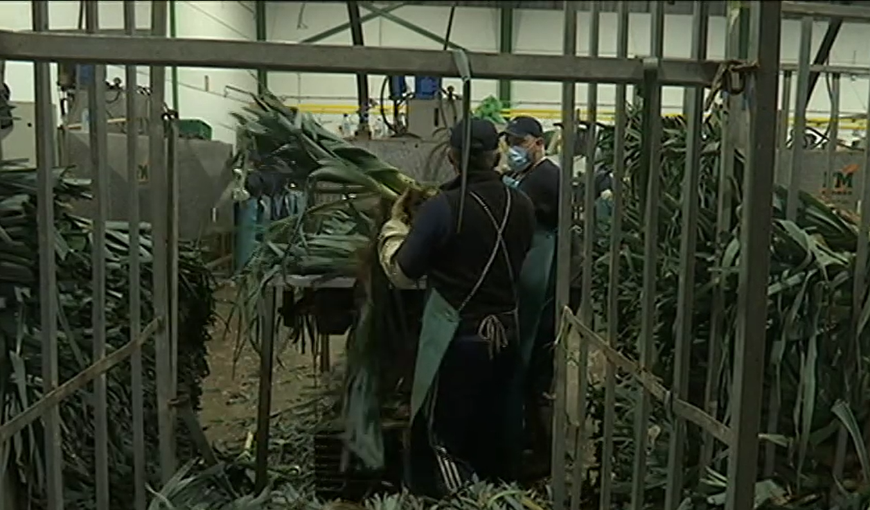 Producción Sanlúcar de Barrameda.  CANAL SUR. 