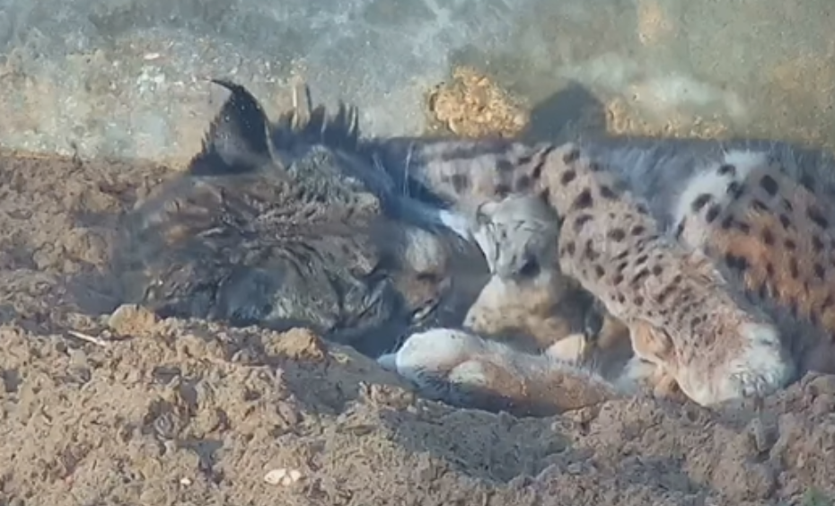 Linces nacidos en Doñana.