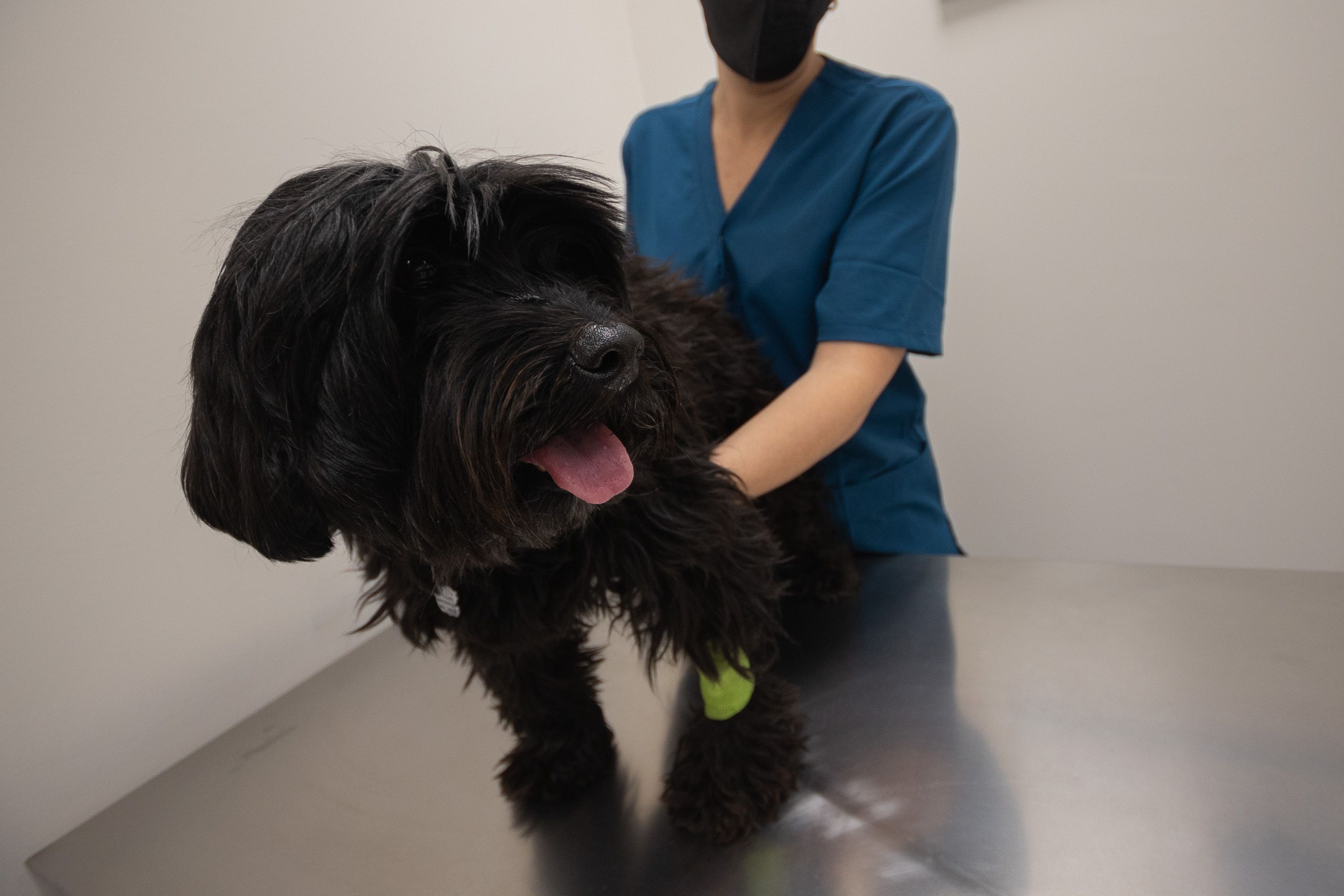 Elvis antes de entrar en el quirófano.