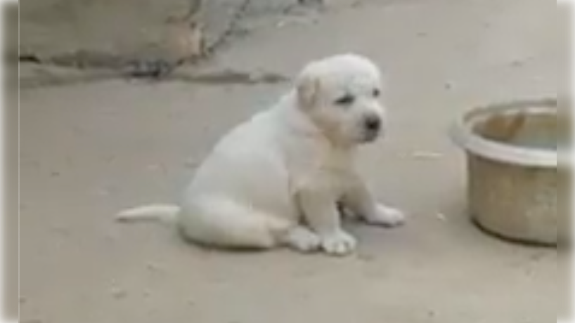 Cachorro que canta como los gallos.