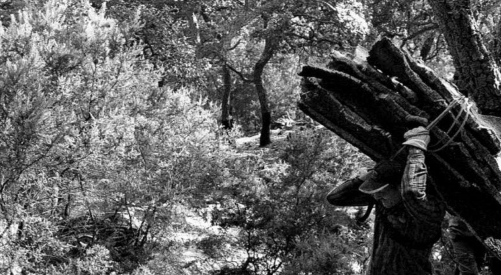 'Quejíos en el bosque', de Javier Serrano en el Campus de Jerez.