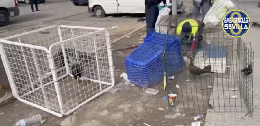 Gallos de pelea incautados en el reñidero del Polígono Sur de Sevilla.