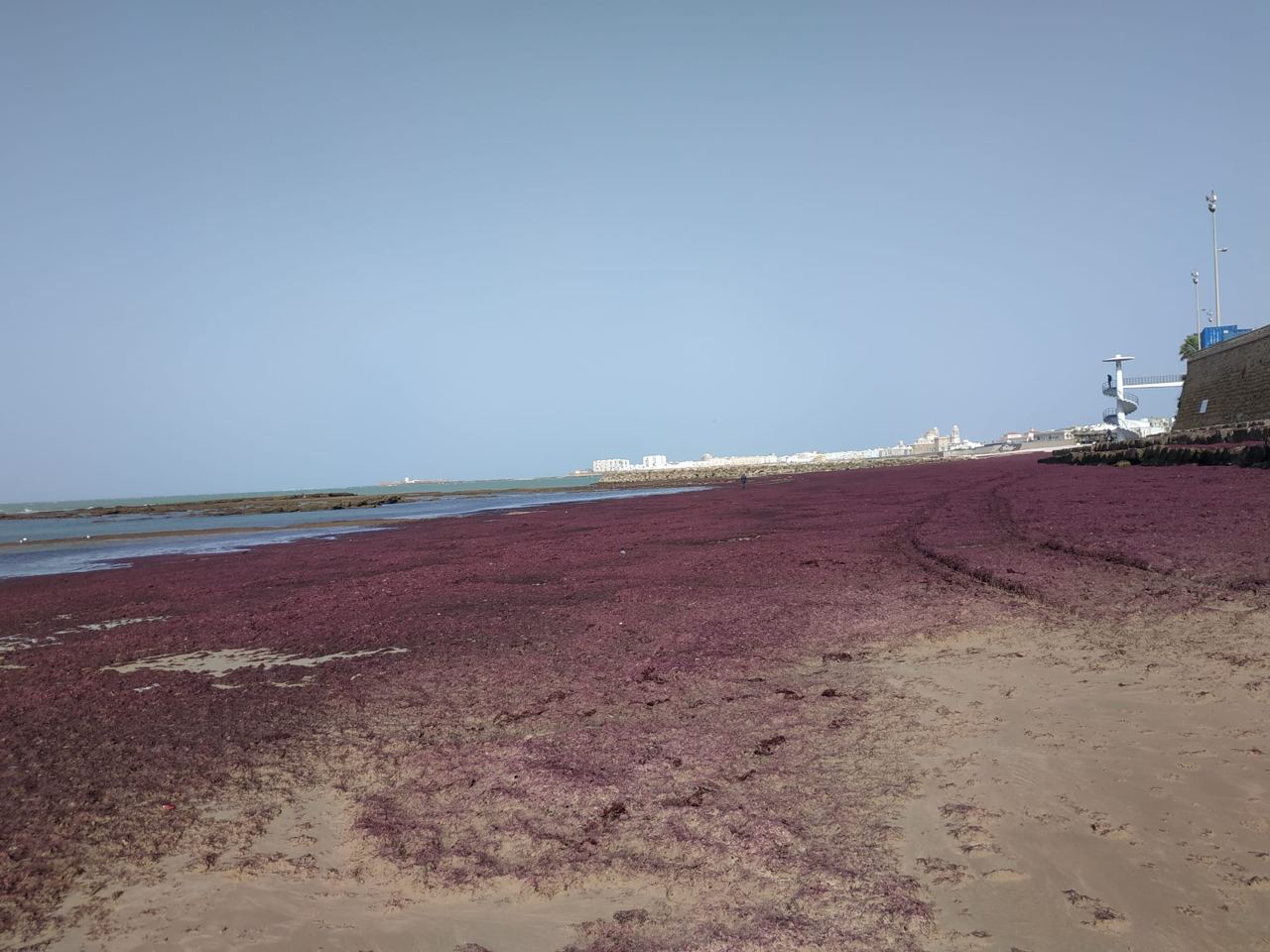 La playa de Santa María del Mar, llena de algas invasoras.