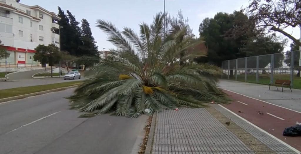 El fuerte temporal causa estragos: más de 60 intervenciones de emergencia de Jerez a Conil. Una palmera sobre la calzada, este pasado domingo en la avenida de la Universidad, en Jerez.