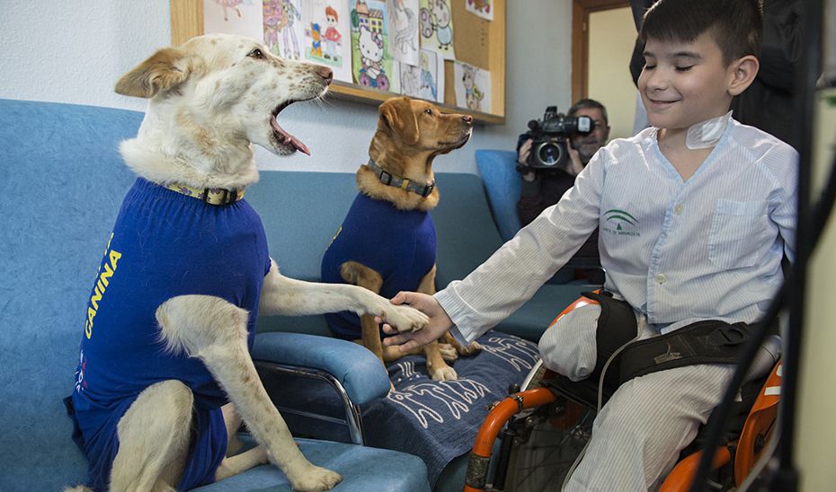 15493880429031TerapiaCaninaEstandardn