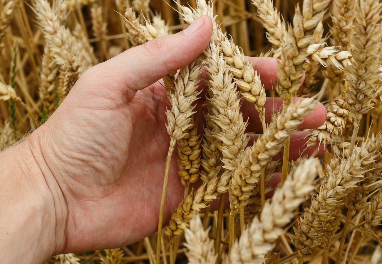 Espigas de trigo, en una imagen de archivo. 