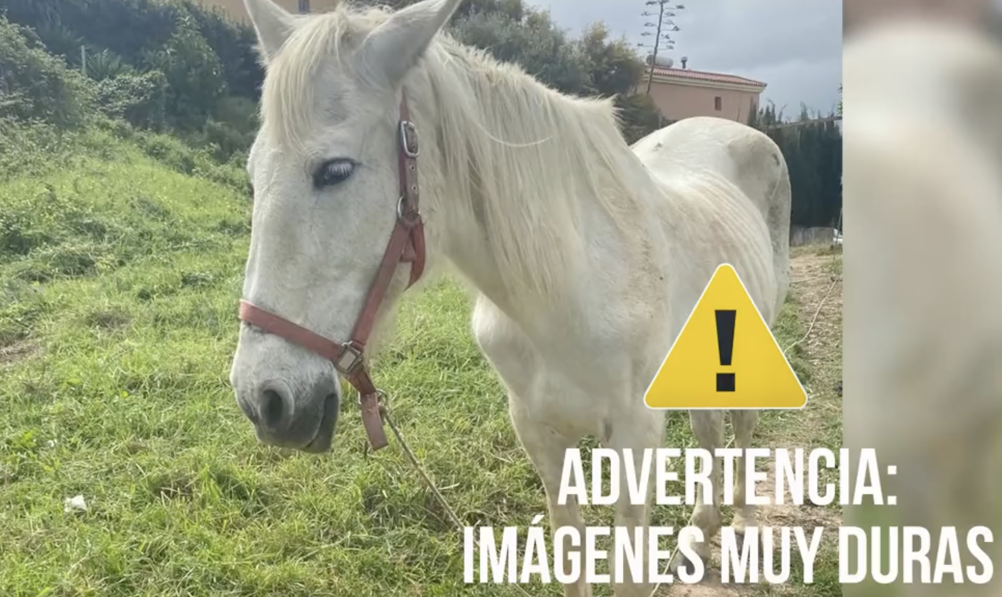 Aparece un caballo decapitado en Algeciras.