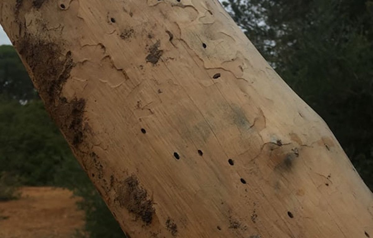 Plaga de coleópteros detectada en pinares de Puerto Real.
