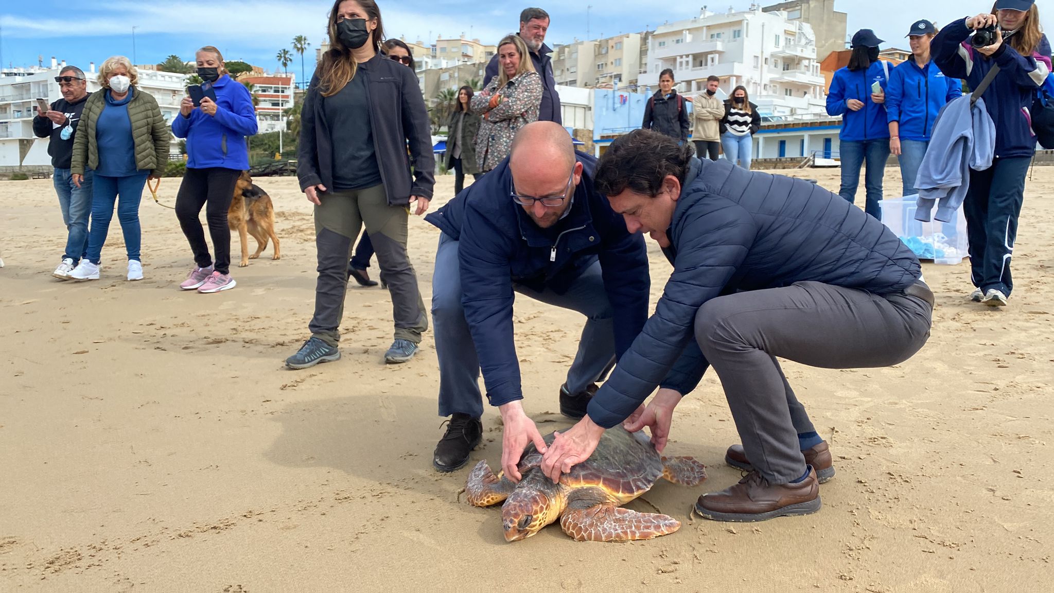 Cinco tortugas marinas rescatadas son liberadas en la playa de El Puerto