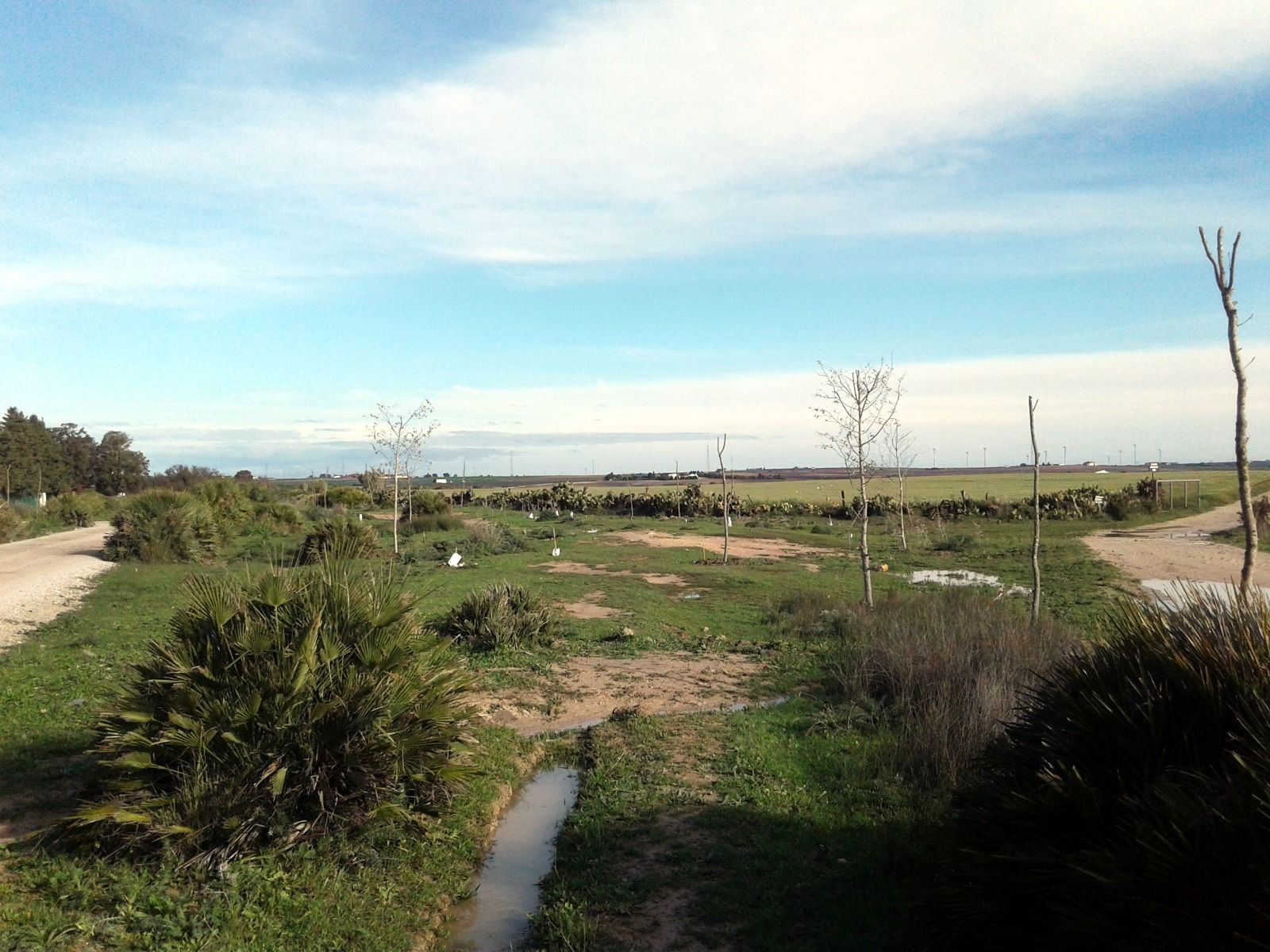 Plantación de 90 nuevos árboles en el proyecto Puerta Verde de la Ruta Enoturística de la Comarca en El Puerto.