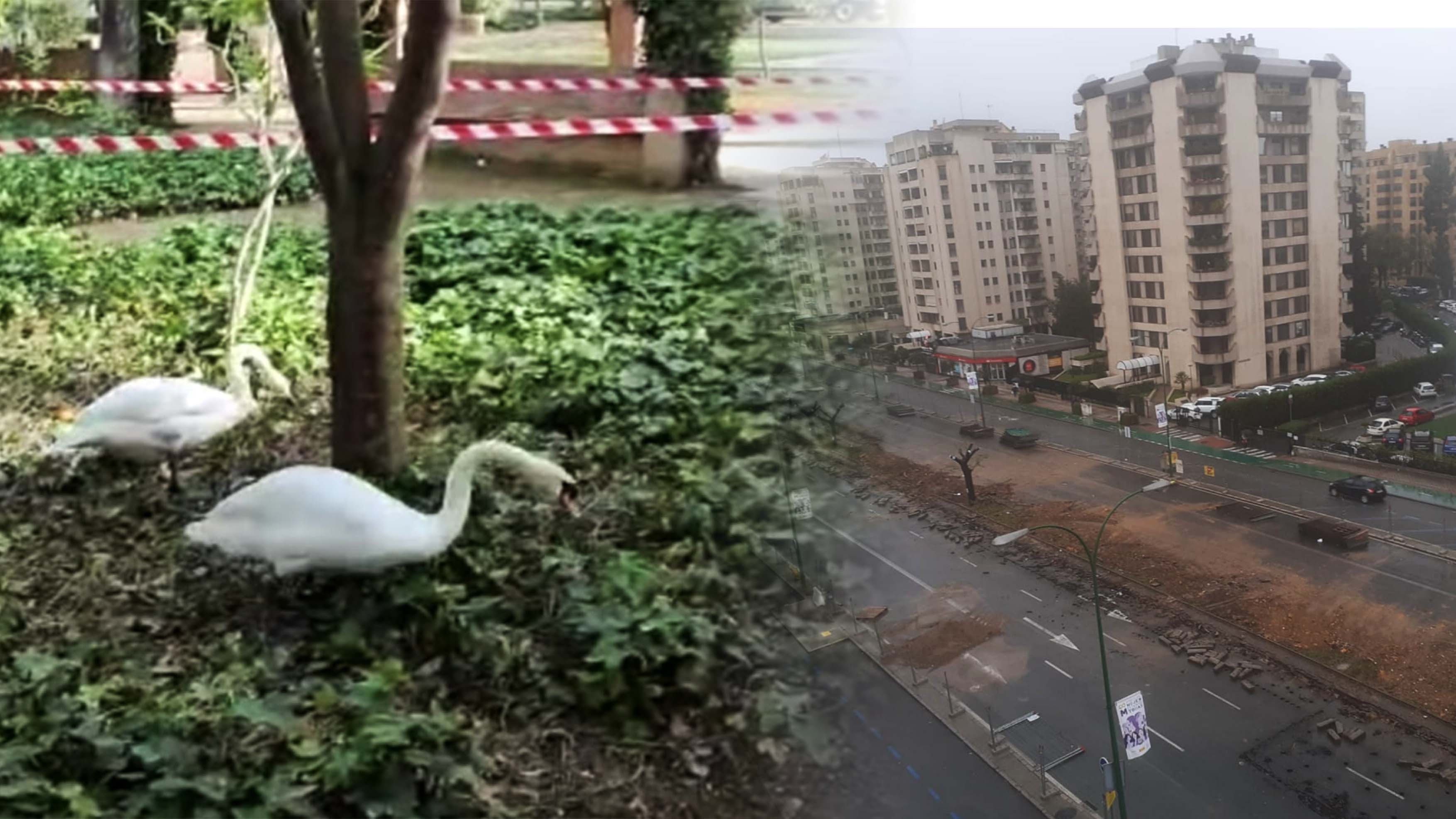 Los cisnes del Parque María Luisa preparan sus nidos y el Ayuntamiento recuerda "no molestar". 