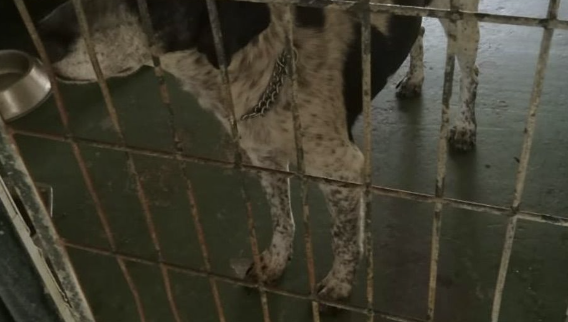 Una mascota en un centro Zoosanitario.
