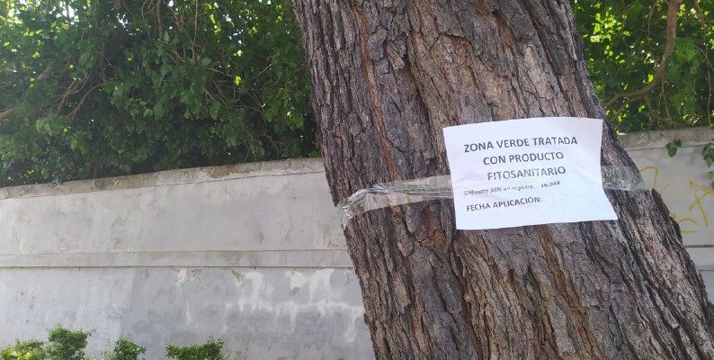 Un árbol tratado con glifosato en Jerez. Es potencialmente cancerígeno.