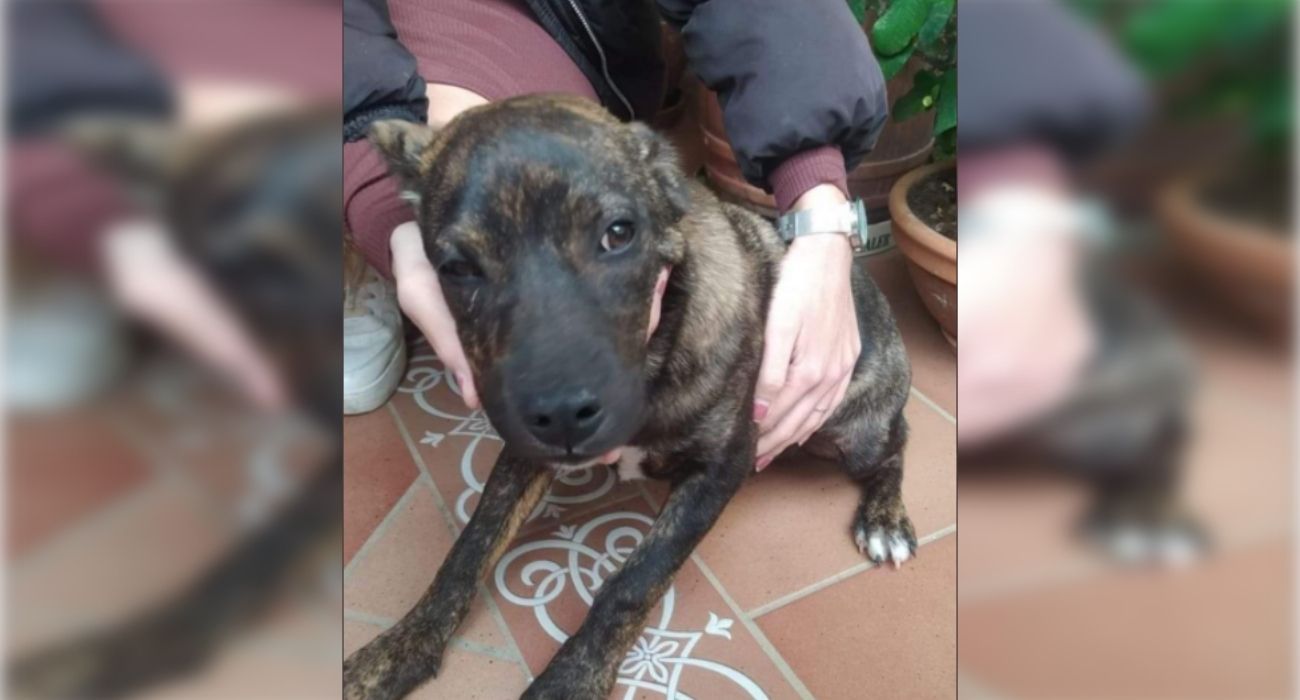 El perro agredido en Chipiona en un nuevo caso de violencia animal.