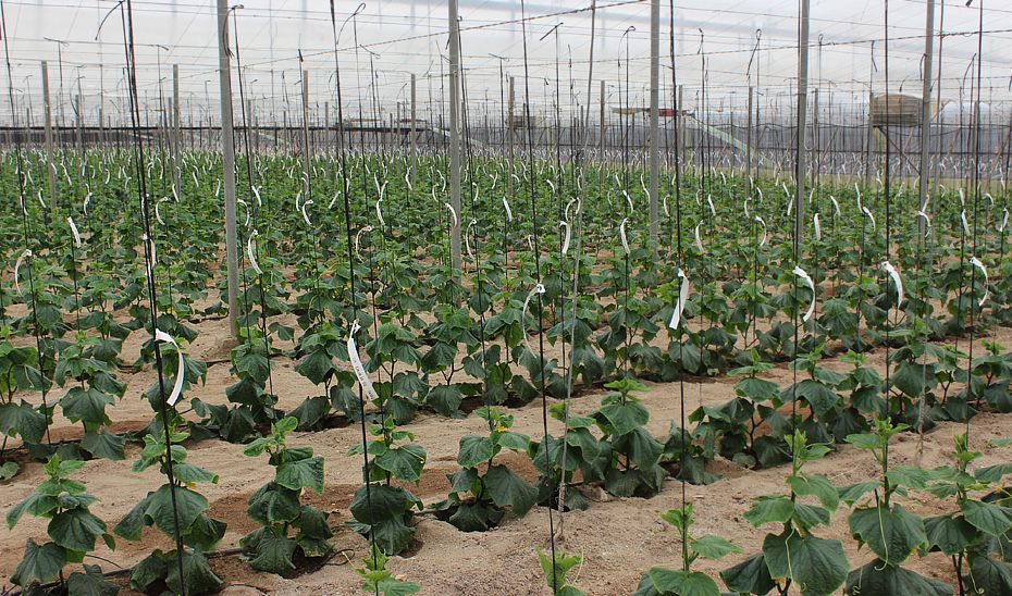 Un invernadero de la provincia de Almería, a plena producción. FOTO: JUNTA DE ANDALUCÍA