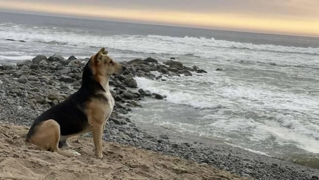 La triste historia de Vaguito, el perro que espera frente al mar a su dueño, un marinero fallecido