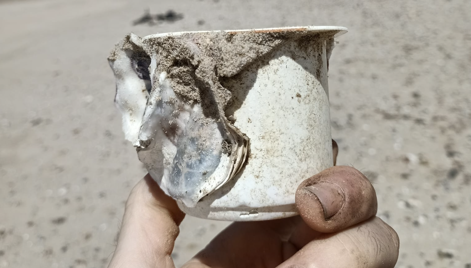 'Ostión yogurero' encontrado por un vecino portuense en la playa de Levante en Valdelagrana.