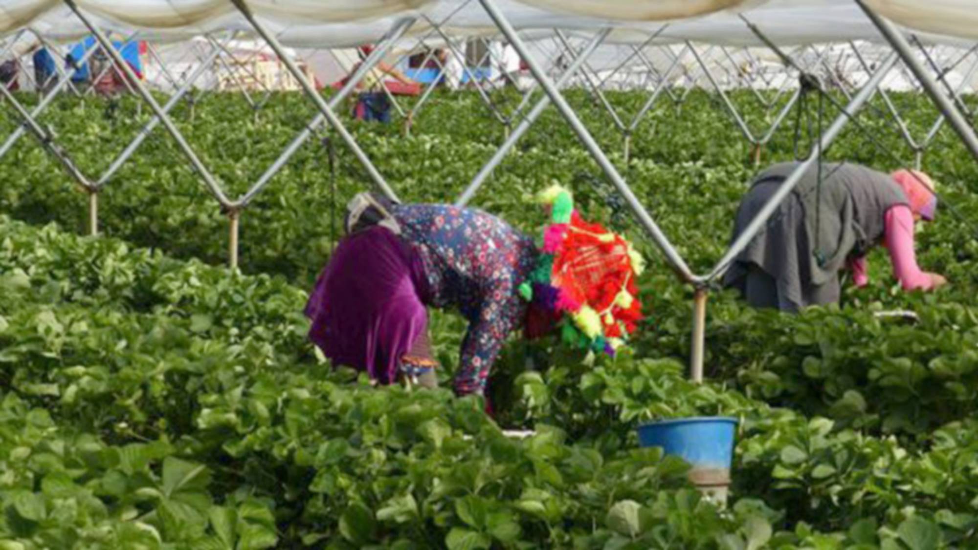 Unas temporeras recogiendo fresas. Foto: Canal Sur. Naciones Unidas viajará hasta Huelva para hablar sobre el impacto medio ambiental de la industria de las fresas