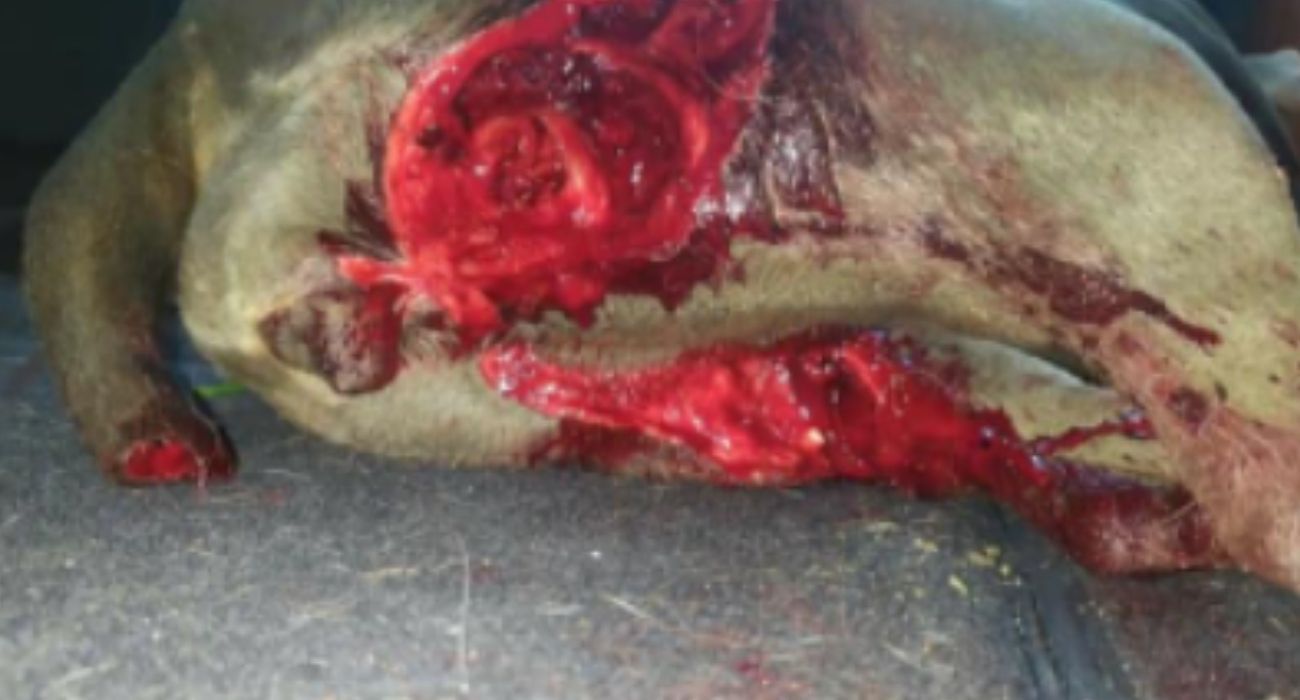 Impactante imagen del estado en el que quedó la perra tras los hachazos que le propinió un guardia civil retirado.