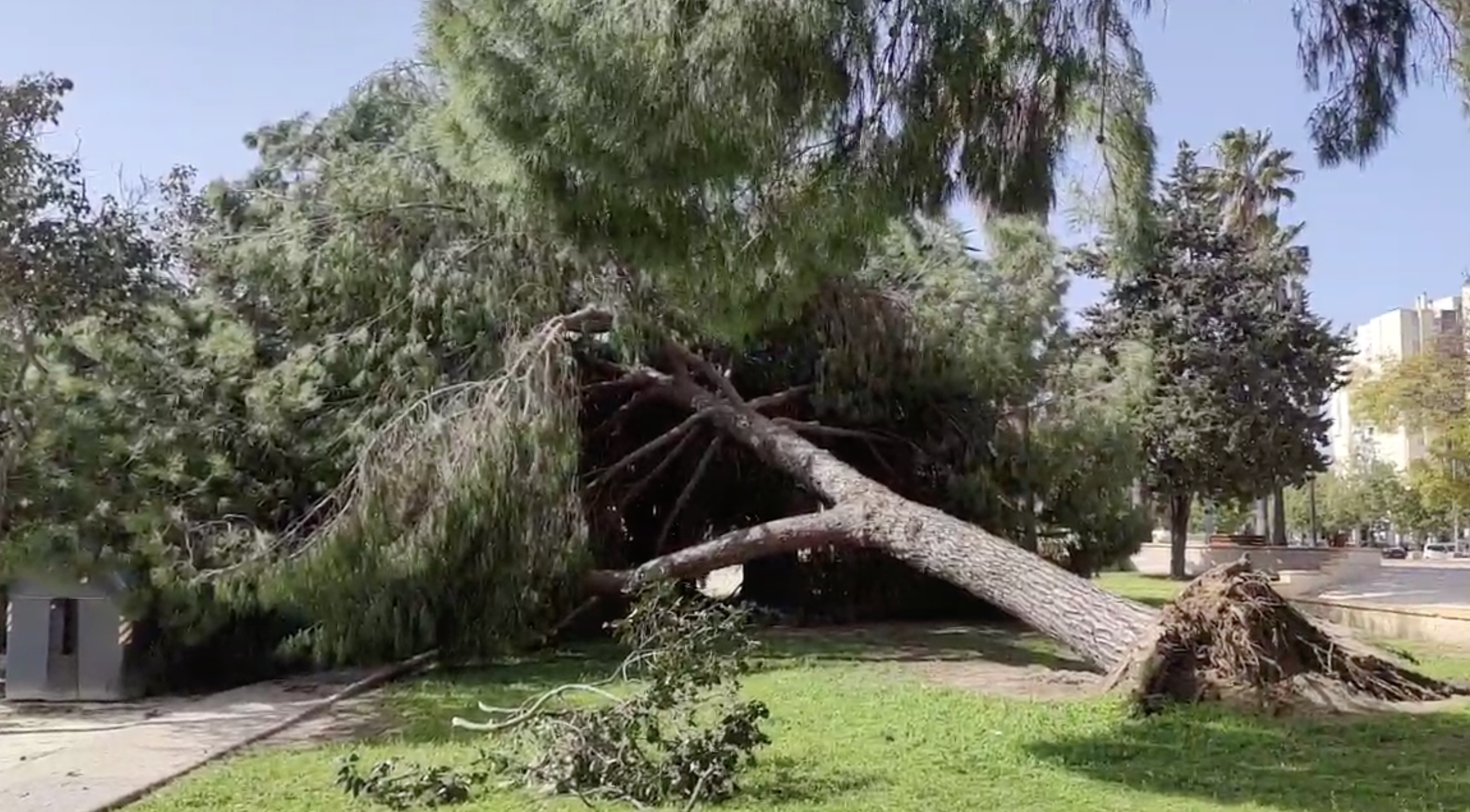 Un árbol se derrumba en la cale Antonio Machado de Jerez.