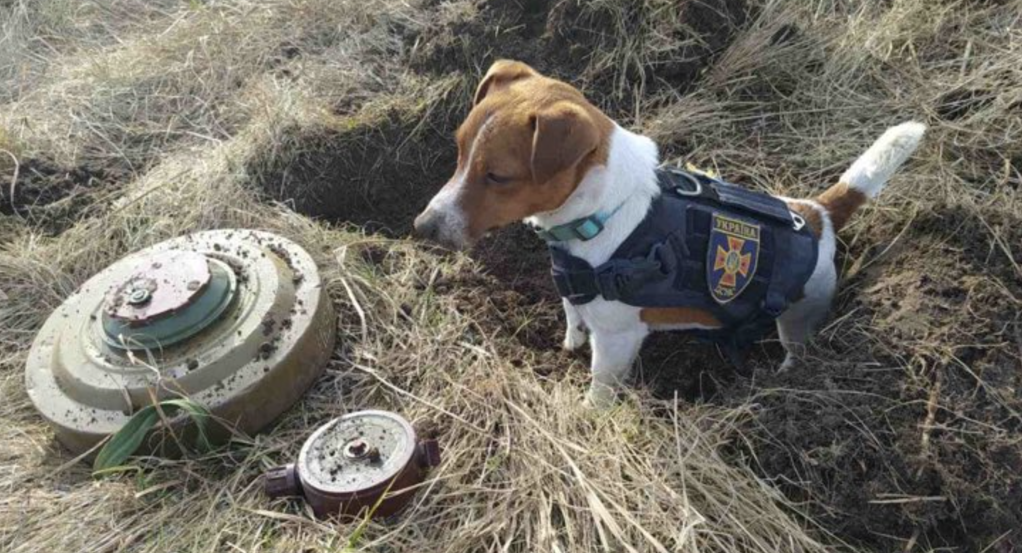 Patrón, el perro que busca minas en Ucrania.