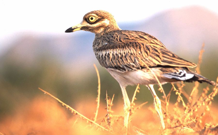 Alcaraván, una de las aves esteparias que pueblan la zona de El Palmar que acoge macroconciertos.