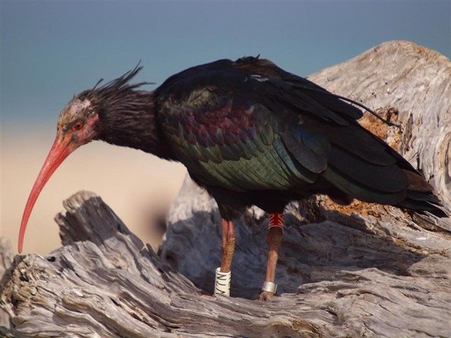 El ibis emerita. Foto: Junta de Andalucía.