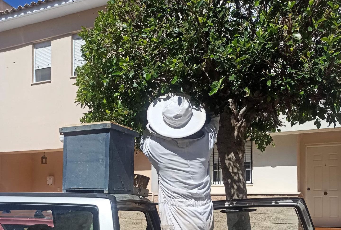El apicultor retira un enjambre de abejas en Medina Sidonia.