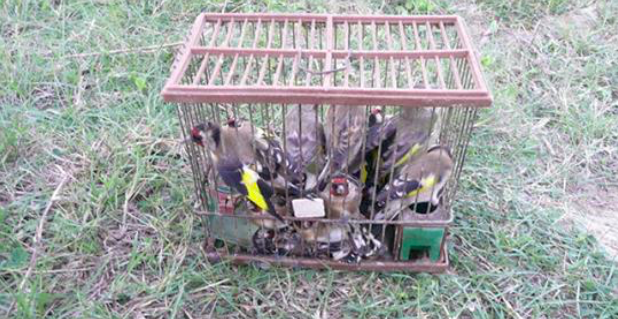 En PSOE de Sanlúcar presenta una moción para apoyar una práctica que al año mata a 200.000 aves en Andalucía. 