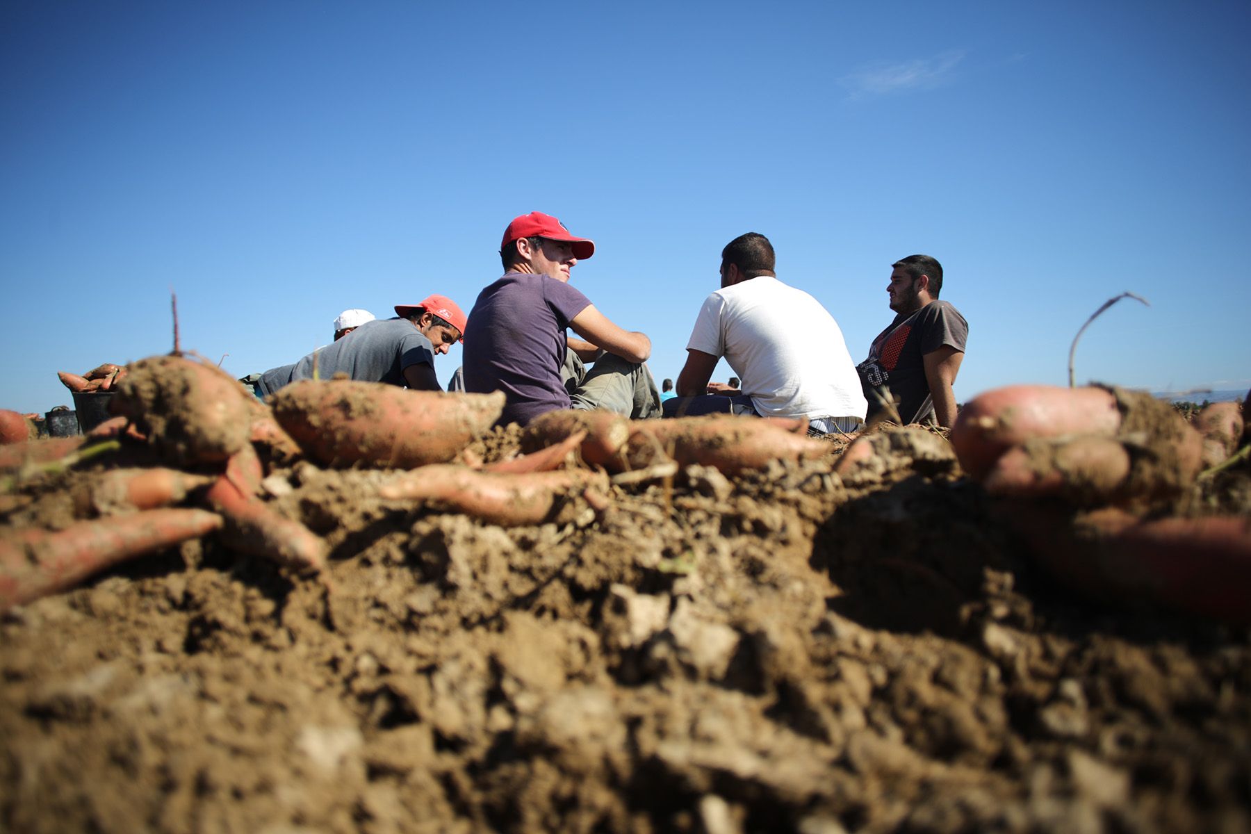 Jornaleros en una explotación, en una imagen de archivo. FOTO: JUAN CARLOS TORO. 