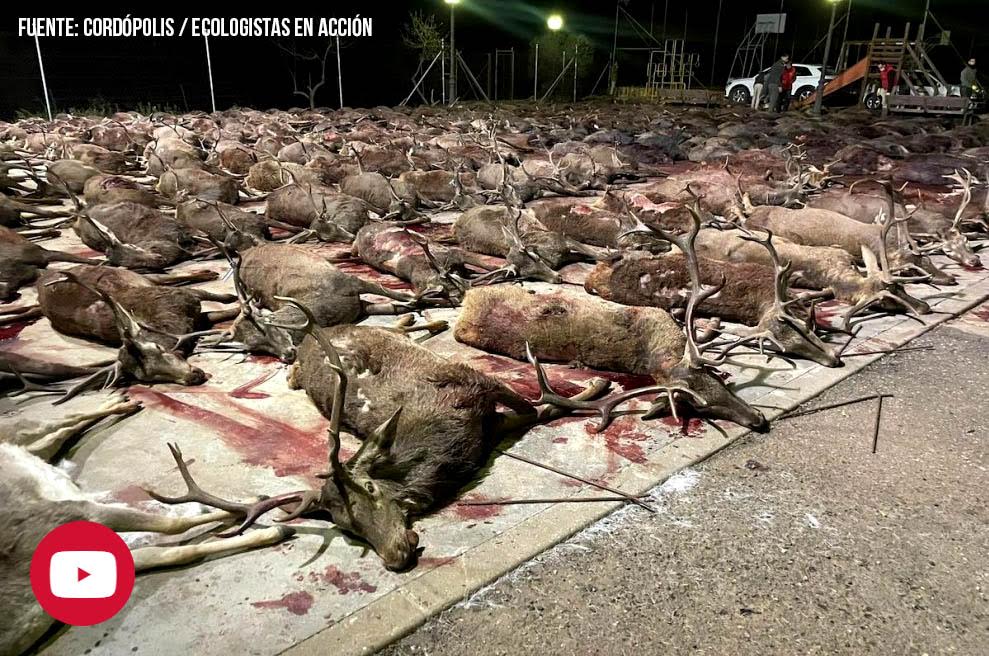 Hileras de animales muertos en la macromontería de Córdoba.