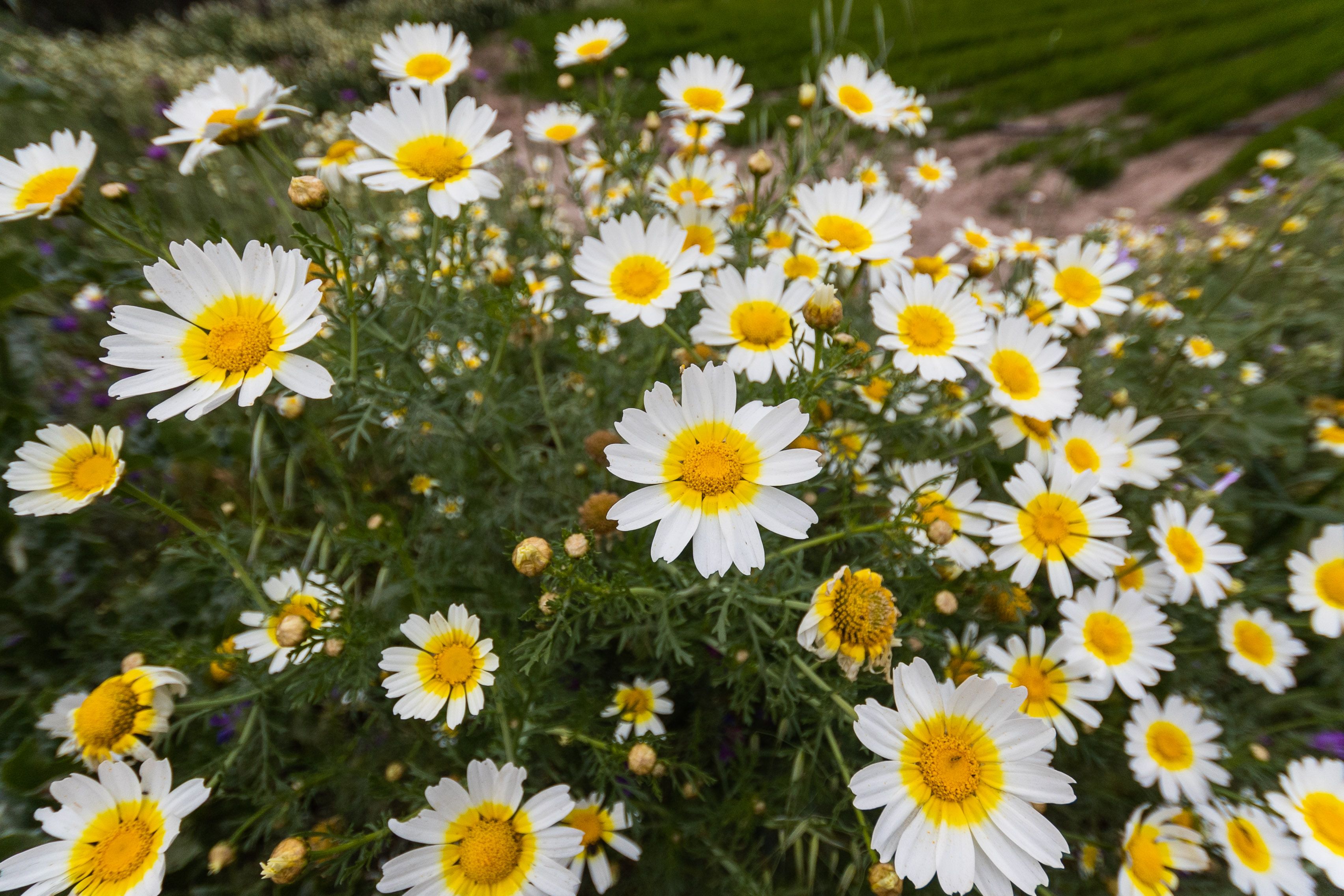 Margaritas en primavera. ¿Conoces la astenia primaveral?: los cambios de ánimo en esta estación son más comunes de lo que crees