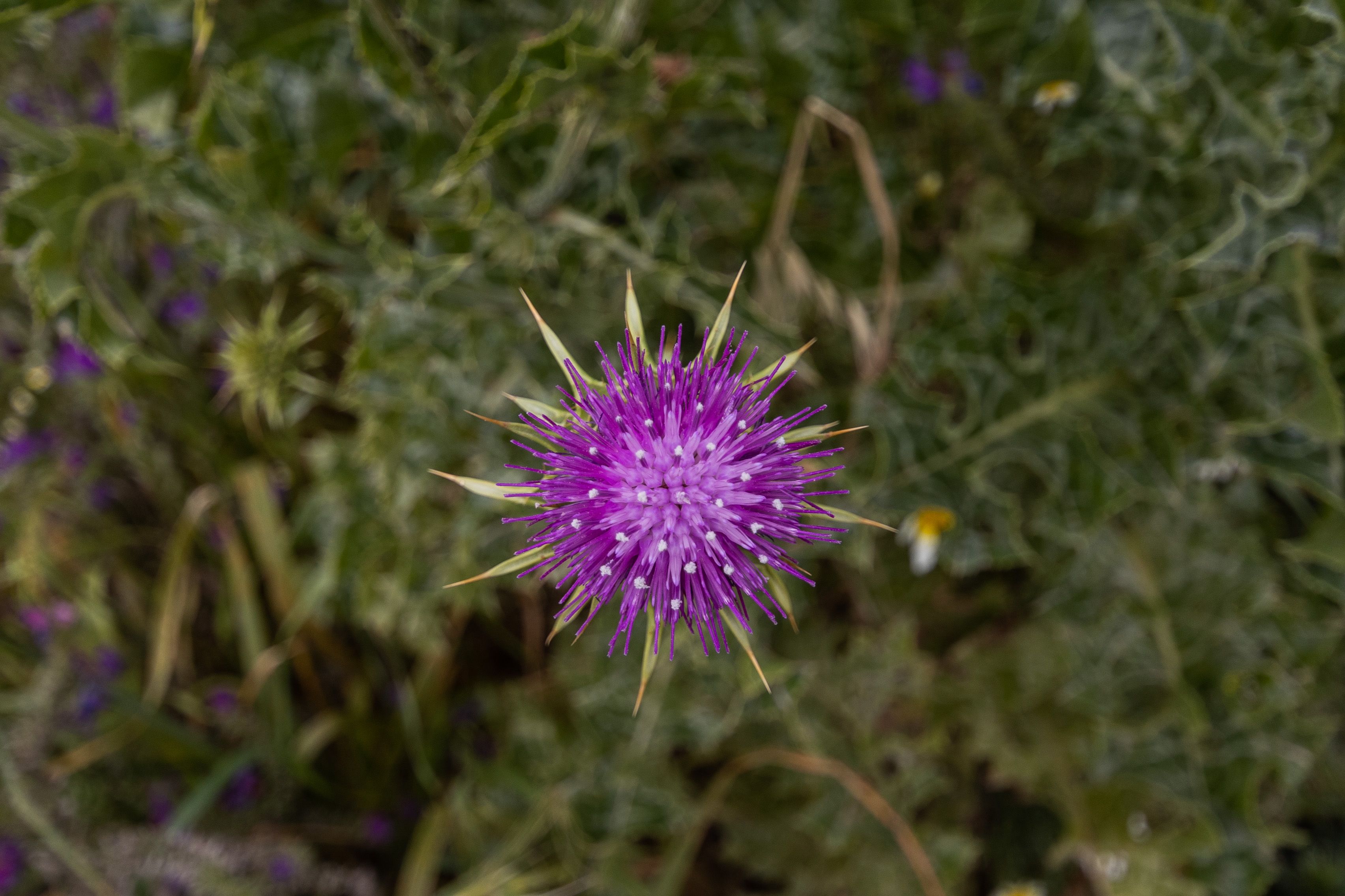 Flores, en una imagen de archivo.