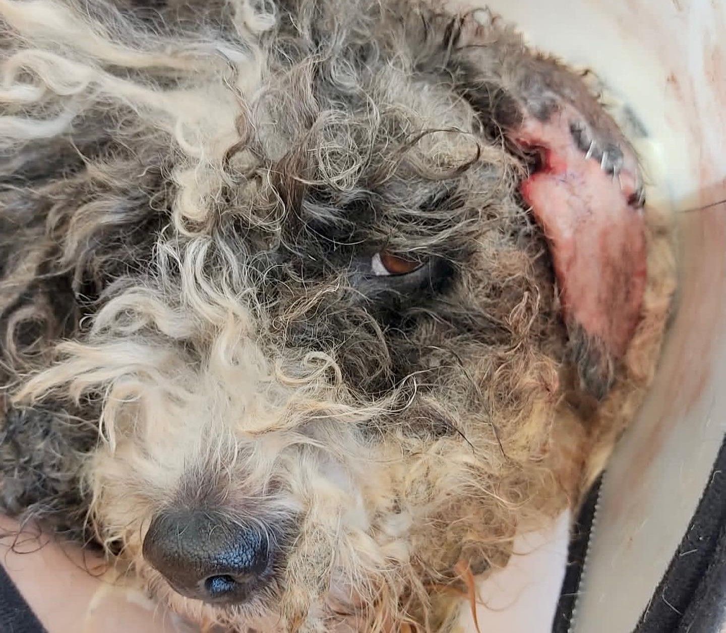 Salma, perra rescatada por PPPeludos Jerez