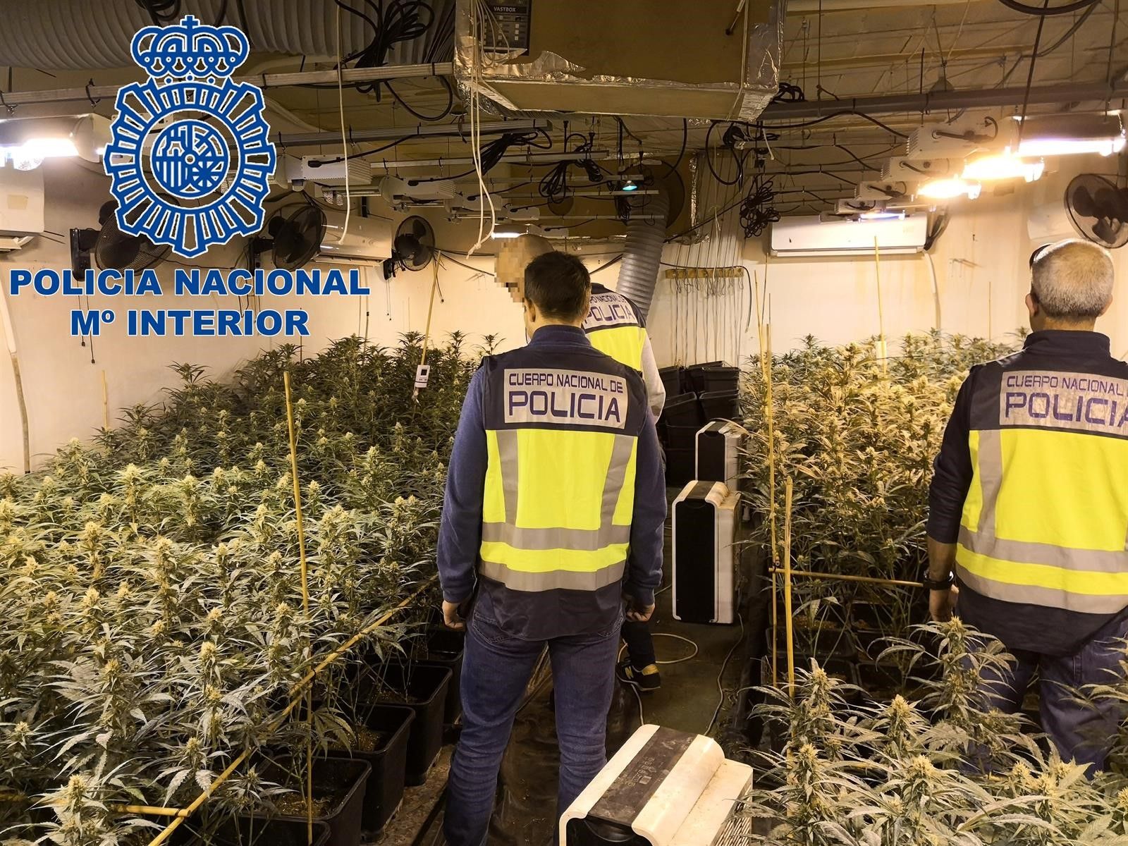 Ingresan en prisión dos detenidos en El Puerto por el cultivo de más de 2.200 plantas de marihuana.