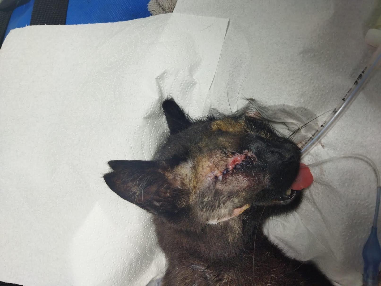 Uno de los gatos heridos por perdigonazos en Málaga.
