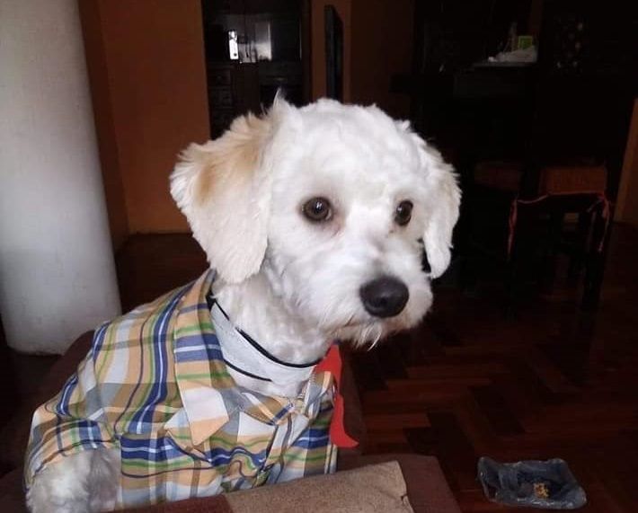 Luno, un perro que viajaba con su dueña a Madrid desde Costa Rica quedó atrapado por más de tres semanas en las aduanas del aeropuerto Adolfo Suárez Madrid Barajas