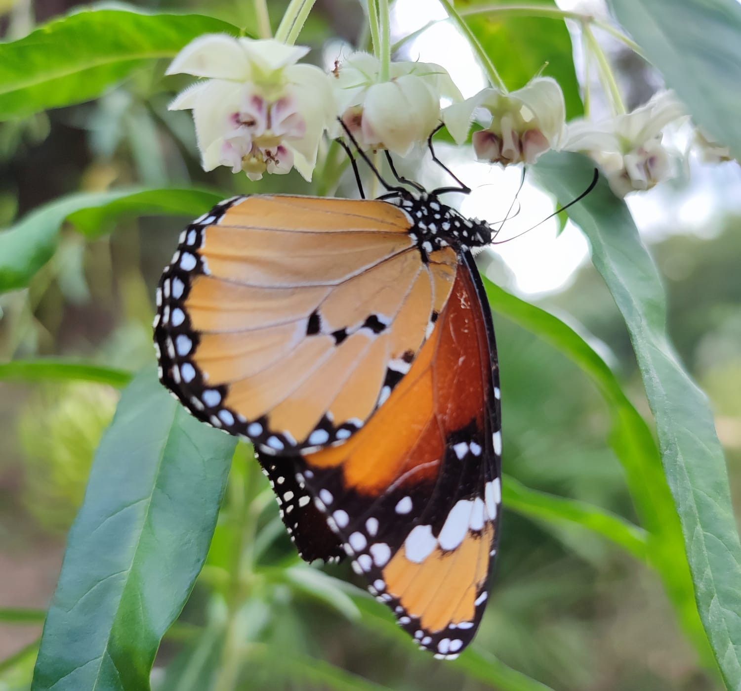 Mariposa monarca posada.