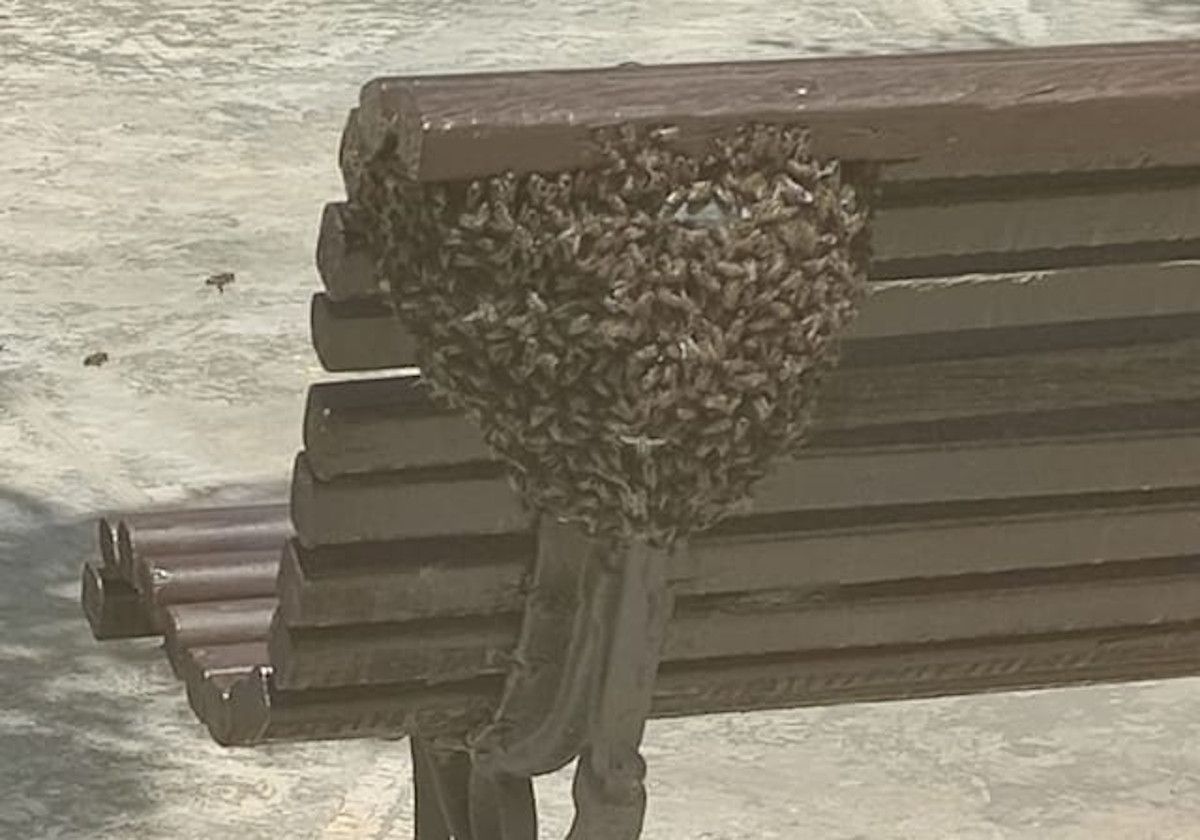 Enorme enjambre de abejas en un banco de un parque infantil de Lebrija.
