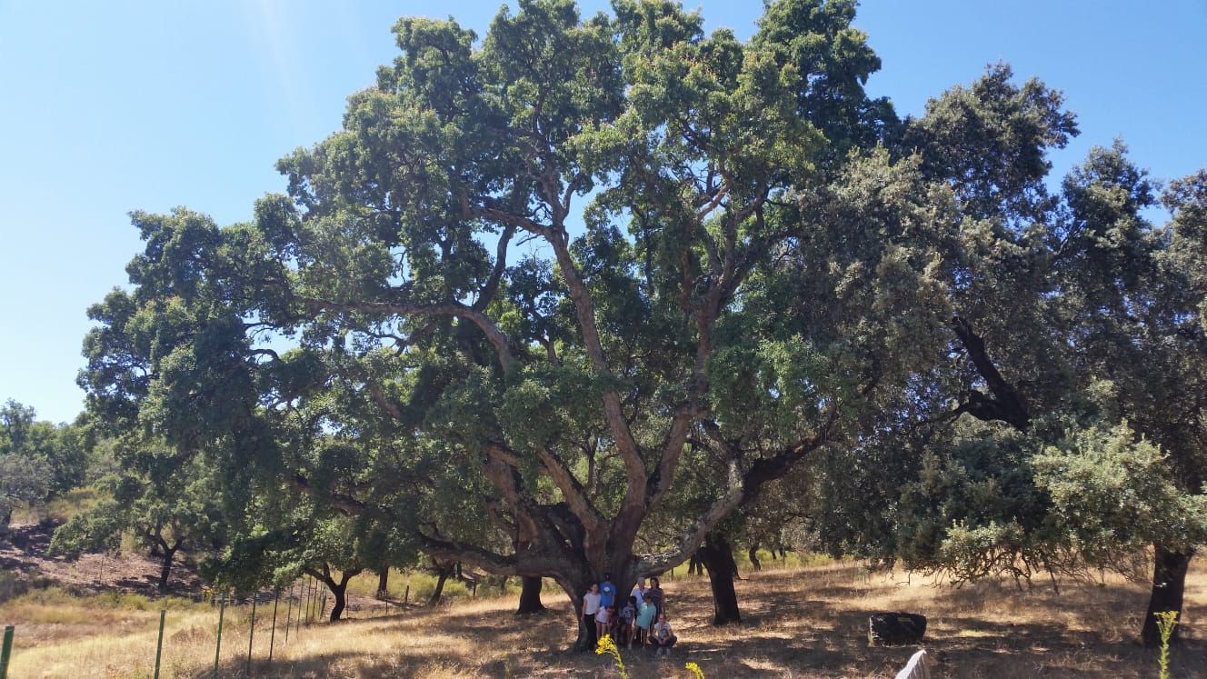 Alcornoque, monumento natural de la Dehesa San Francisco, Fundación Monte Mediterráneo en Huelva.