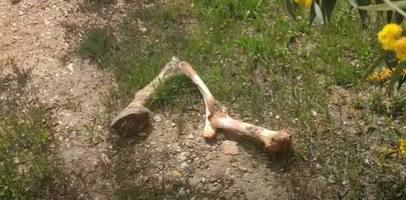 Imagen de algunos de los restos óseos que se han encontrado en Huelva.