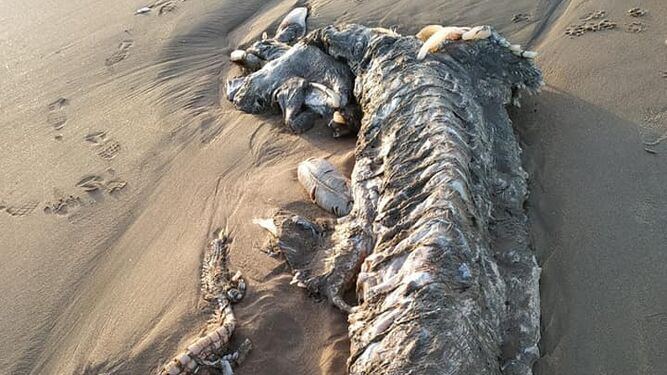 El cádáver del animal marino aparecido en la playa de Islantilla. FOTO: LA CASA DE LA CIENCIA