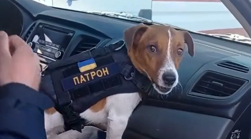 Patron, el perro que salva vidas en Ucrania, recibe una medalla de honor por detectar más de 200 bombas