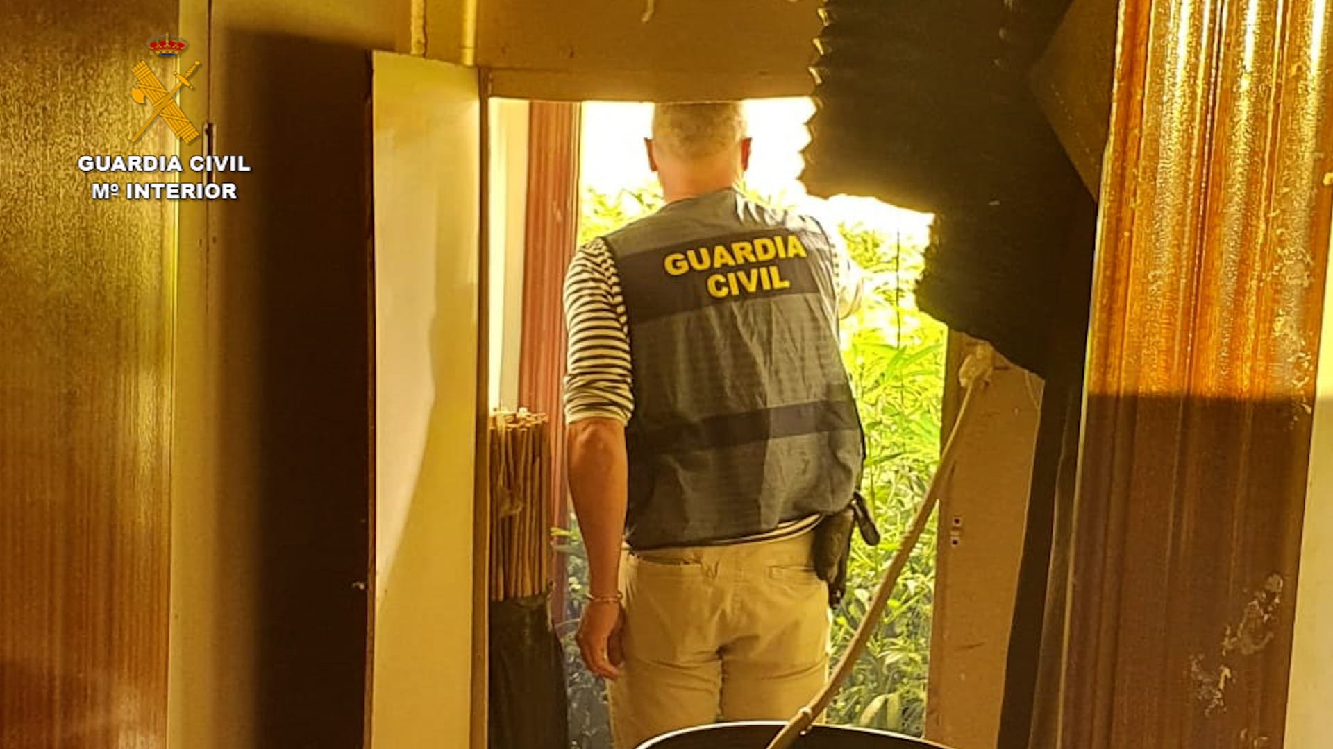 Plantación de marihuana en Arcos.   GUARDIA CIVIL