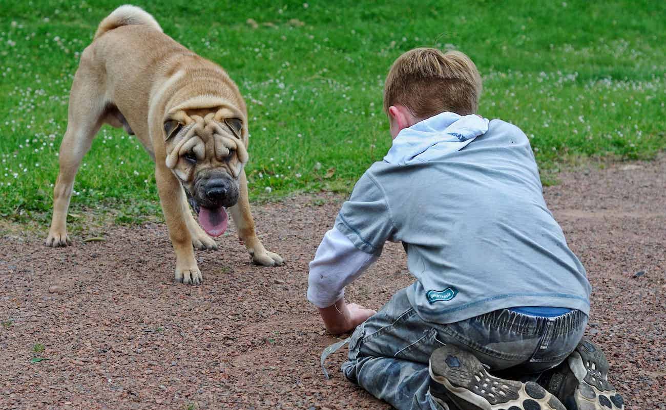 Reino Unido estudia si los perros están relacionados con la hepatitis grave en niños.