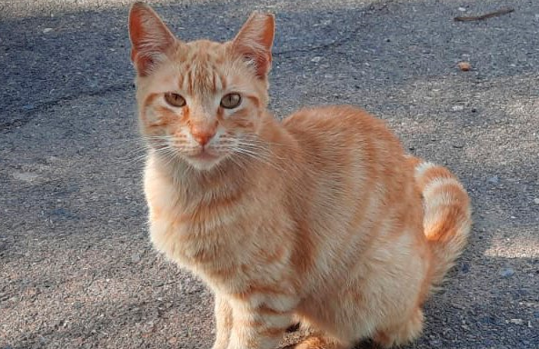 Aparecen cuatro gatos aparentemente envenenados en Jaén.