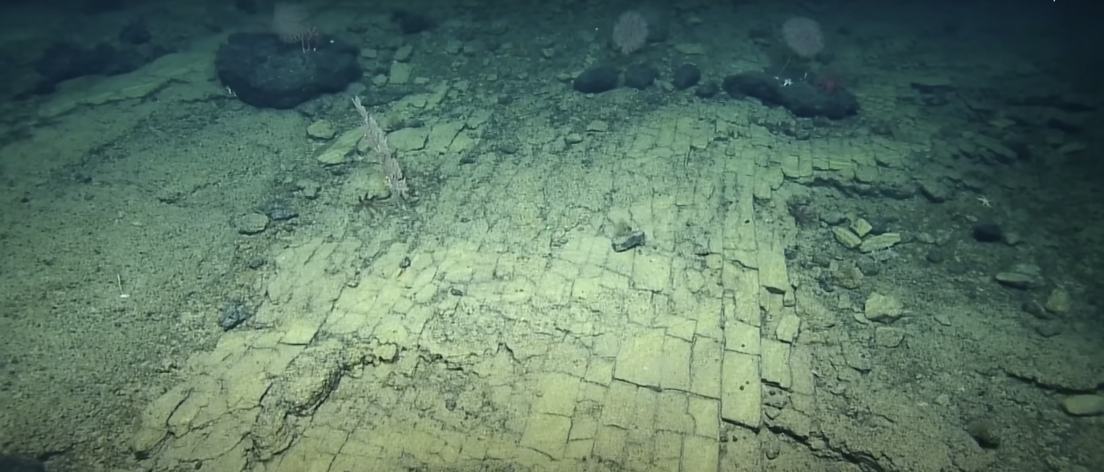 Imagen del hallazgo submarino realizado en el Océano Pacífico.