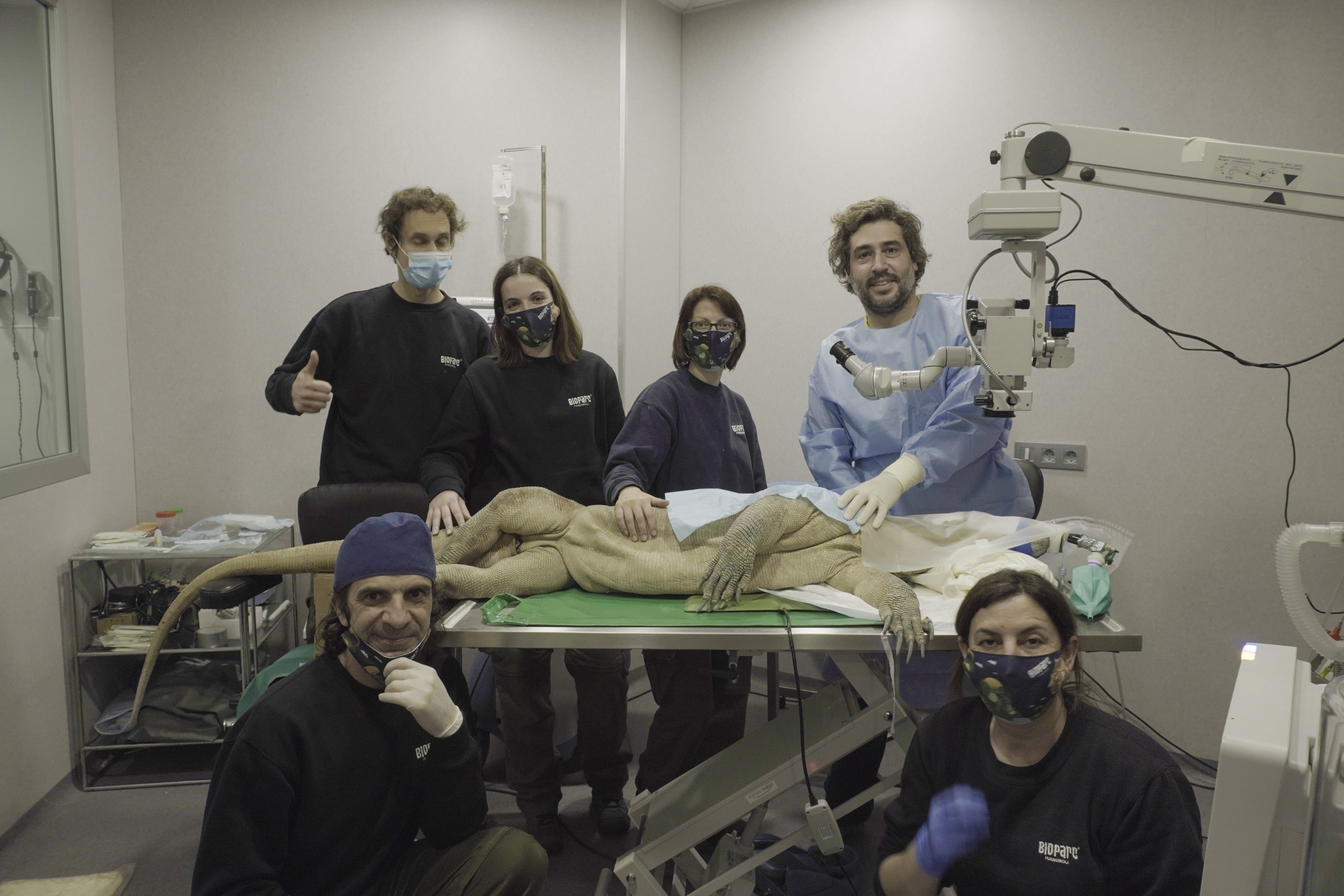 OPERACION REO DRAGÓN DE KOMODO BIOPARC FUENGIROLA.