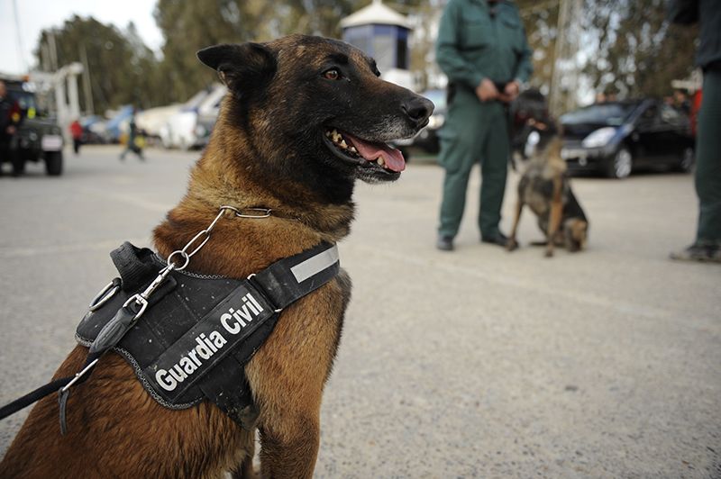 Guardia Civil investiga a un vecino de Alcalá la Real en Jaén como presunto autor de envenenamientos.
